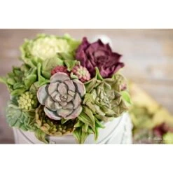 Karen Davies Succulent Mould 13 Karen Davies Succulent Mould -Baking Supplies Store karen davies succulent mould p8485 30960 image