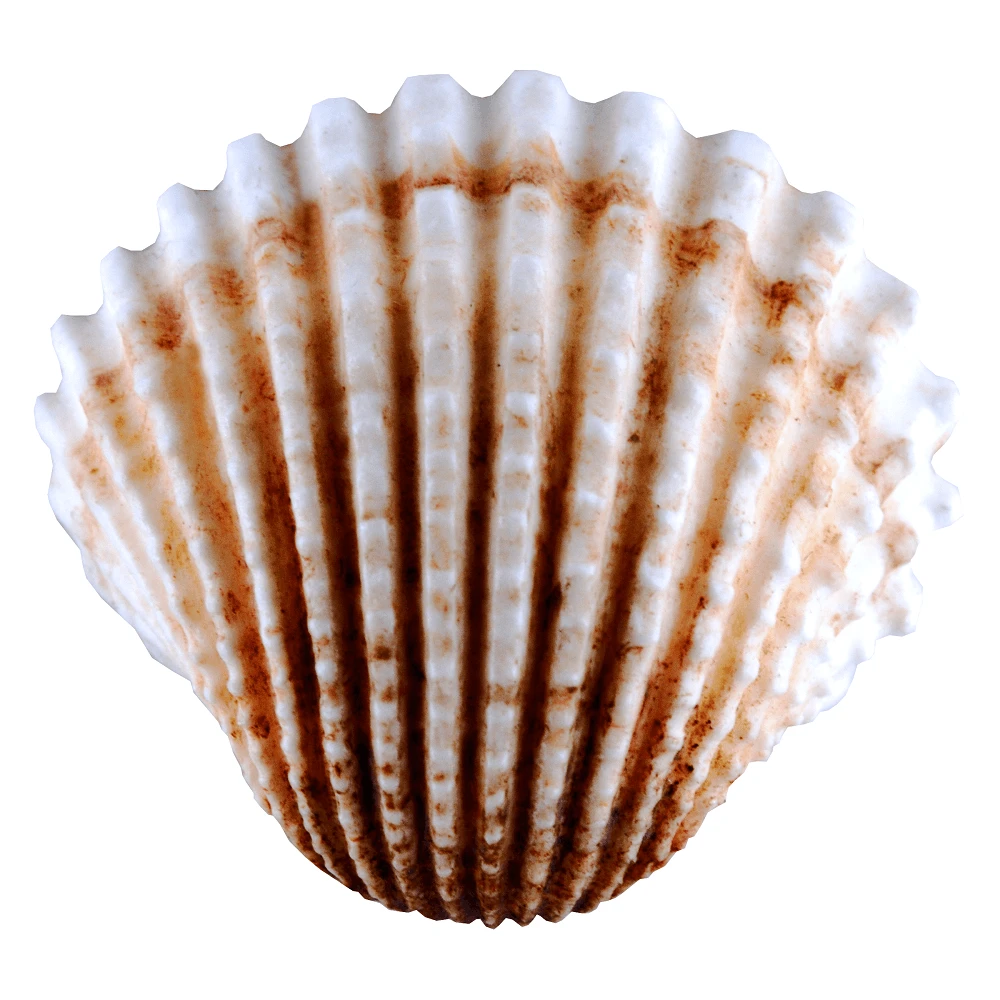 Marvelous Molds Medium Cockle Shell Mould 4 Marvelous Molds Medium Cockle Shell Mould - Image 2