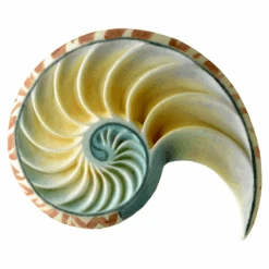 Marvelous Molds Nautilus Left Shell Mould -Baking Supplies Store marvelous molds nautilus left shell mould p7030 36625 image